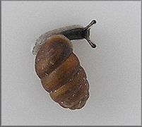 Pupilla muscorum (Linnaeus, 1758) Widespread Column