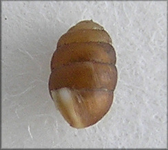 Pupilla muscorum (Linnaeus, 1758) Widespread Column