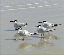 Sterna sandvicensis Sandwich Tern