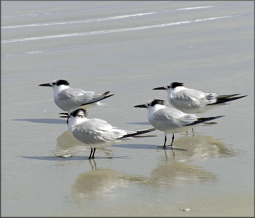 Sterna sandvicensis Sandwich Tern