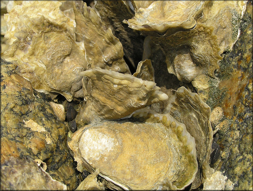 Crassostrea virginica (Gmelin, 1791) Eastern Oyster In Situ