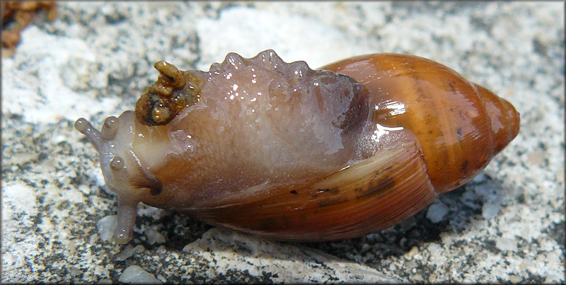 Euglandina rosea (Frussac, 1821) Feeding On Deroceras laeve (Mller, 1774) [Meadow Slug]