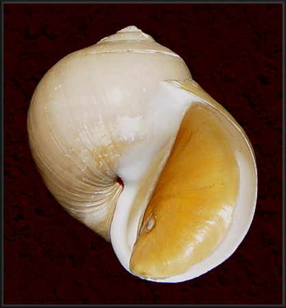 Euspira pallida (Broderip and G. B. Sowerby I, 1829) Pale Moonsnail