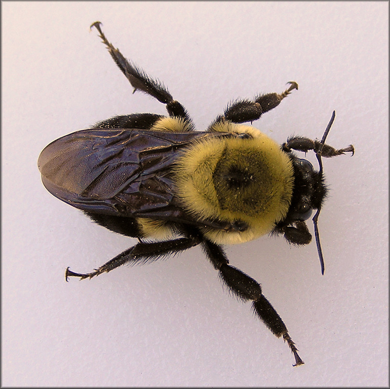Bumble Bee [Bombus species]