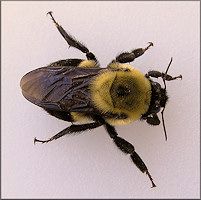 Bumble Bee [Bombus species]