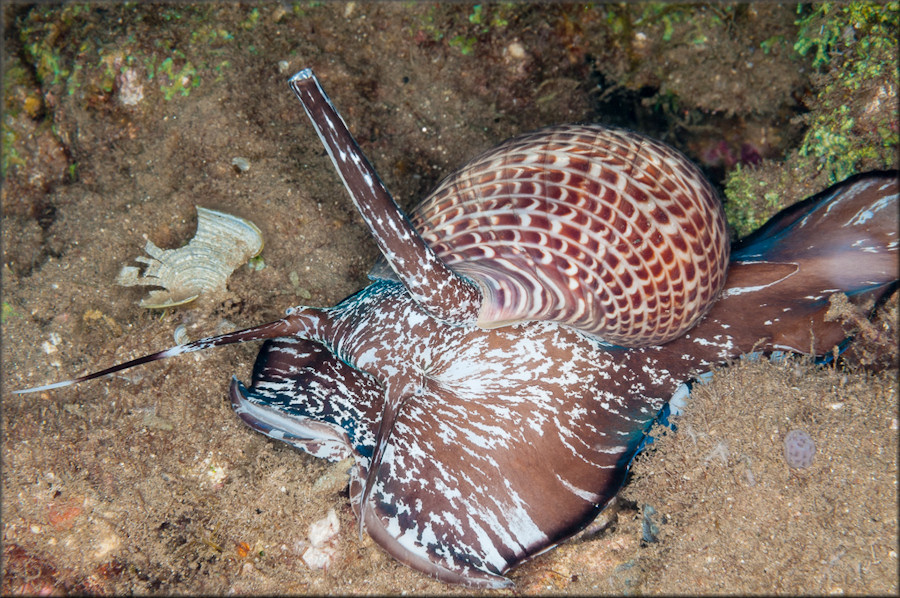 Tonna perdix (Linnaeus, 1758) In Situ