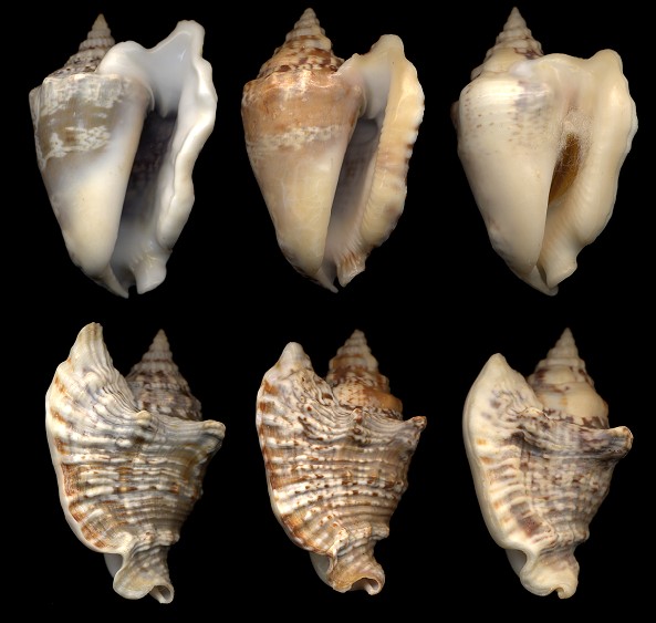 Lobatus raninus (Gmelin, 1791) form nanus Bales, 1942 Hawkwing Conch