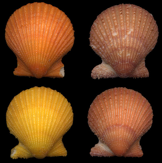 Aequipecten muscosus (W. Wood, 1828) Rough Scallop