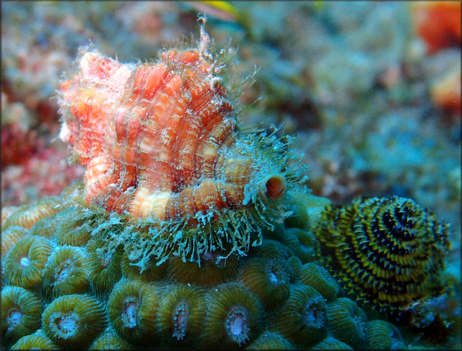 Cymatium (Monoplex) aquatile (Reeve, 1844) In Situ