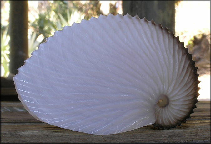 Argonauta argo Linnaeus, 1758 Greater Argonaut