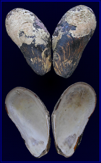 Modiolus modiolus (Linnaeus, 1758) Northern Horsemussel