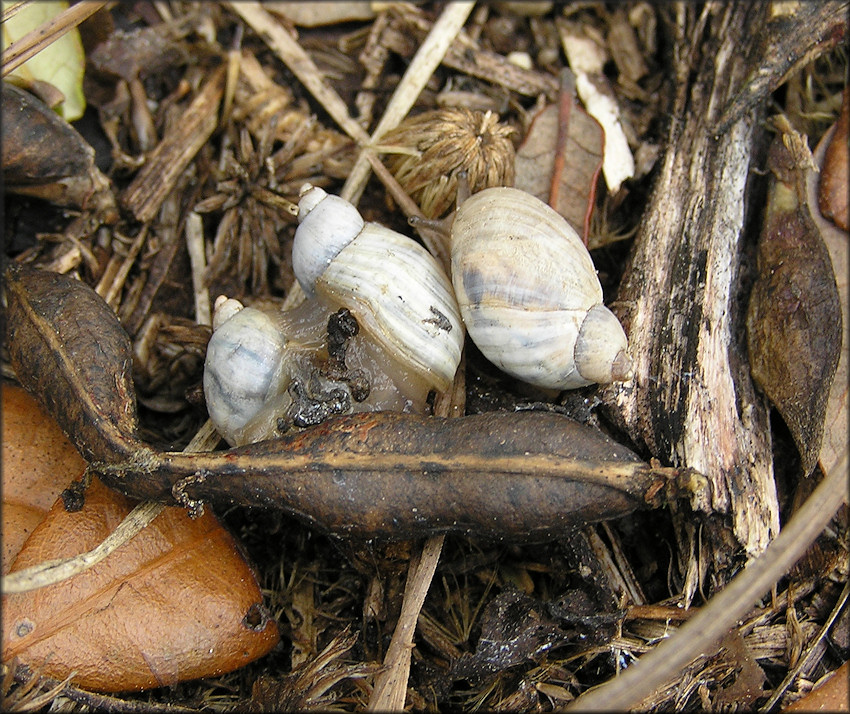 Succinea campestris Say, 1818 Crinkled Ambersnail ? Mating