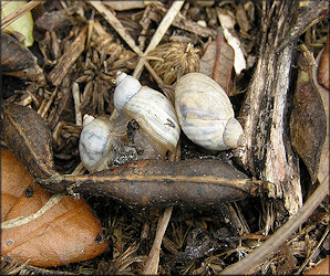 Succinea campestris Say, 1818 Crinkled Ambersnail ? Mating