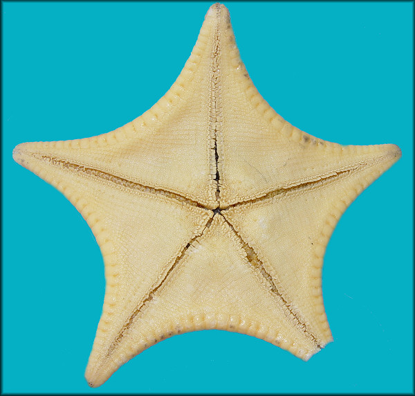 Ceramaster stellatus D'yakonov, 1950 Stellate Cookie Star