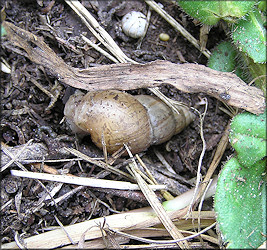 Bulimulus sporadicus (d’Orbigny, 1835) In Situ