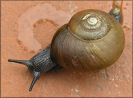 Mesomphix vulgatus H. B. Baker, 1933 Common Button