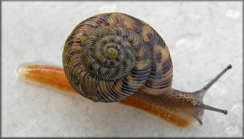 Anguispira mordax (Shuttleworth, 1852) Appalachian Tigersnail