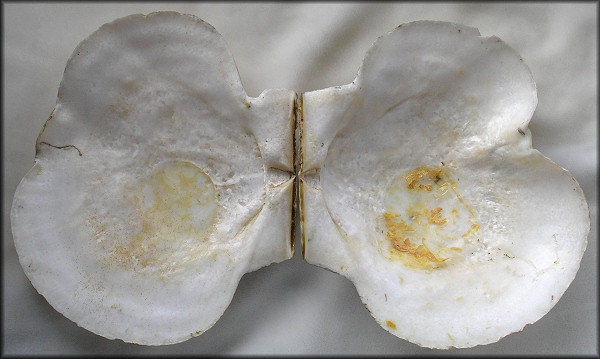 Placopecten magellanicus (Gmelin, 1791) Sea Scallop Freak