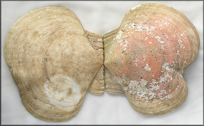 Placopecten magellanicus (Gmelin, 1791) Sea Scallop Freak