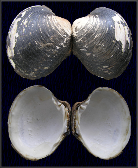 Arctica islandica (Linnaeus, 1767) Ocean Quahog