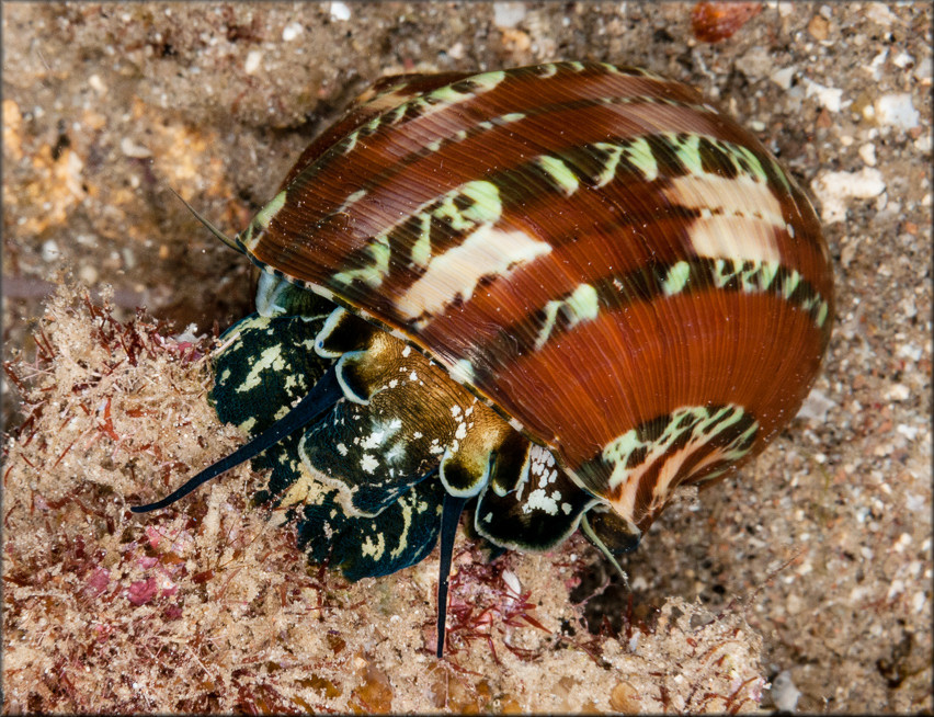 Turbo petholatus Linnaeus, 1758