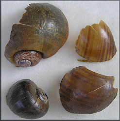 Three Partial Pomacea maculata And P. paludosa