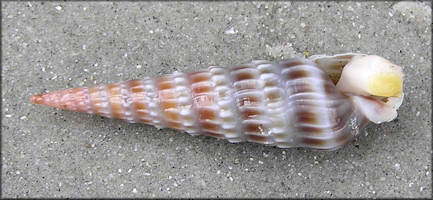 Neoterebra dislocata (Say, 1822) Eastern Auger