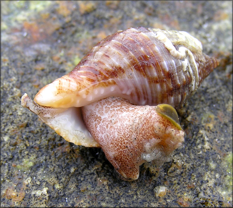 Gemophos tinctus (Conrad, 1846) Tinted Cantharus