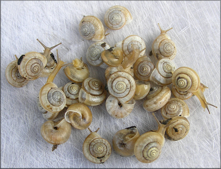 Praticolella mexicana K. Perez, 2011 "Peripatetic Scrubsnail"