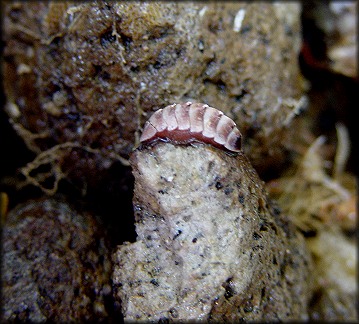 Leptochiton cf. kaasi Sirenko, 1990