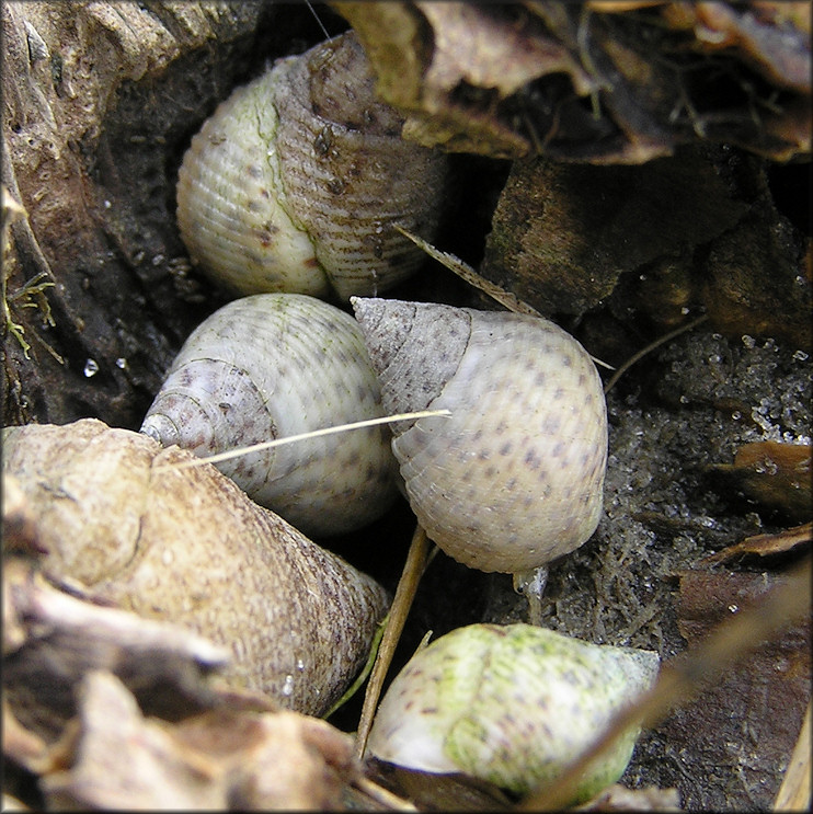 Littoraria irrorata (Say, 1822) Marsh Periwinkle