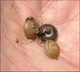 Triodopsis messana Hubricht, 1952 Pinhole Three-tooth Juveniles