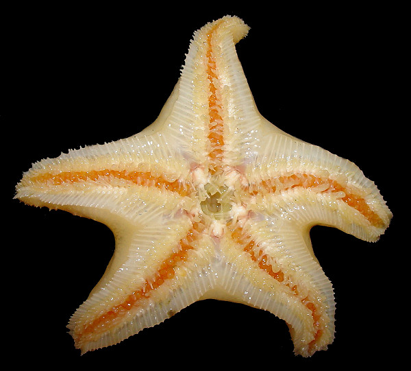 Pteraster marsippus Fisher, 1910 "Prickly Cushion Star"