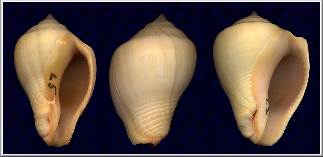 Volema pyrum (Gmelin, 1791)