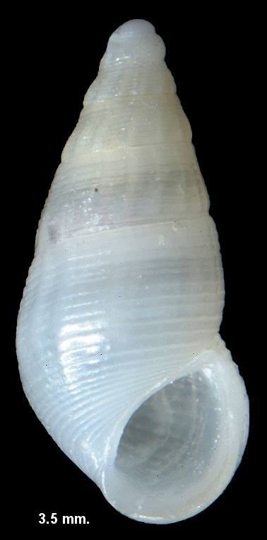 Lirobarleeia cf. lirata Carpenter, 1857