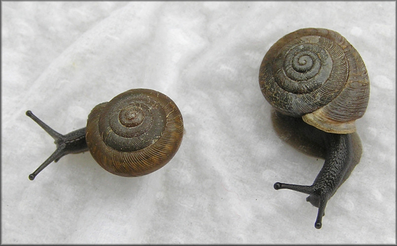 Triodopsis species "Florida Scrub Threetooth" Adult And Sub-adult