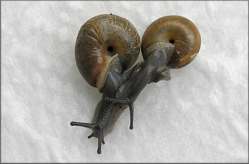 Triodopsis species "Florida Scrub Threetooth" Adult And Sub-adult