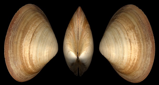 Spisula raveneli (Conrad, 1831) Southern Surfclam