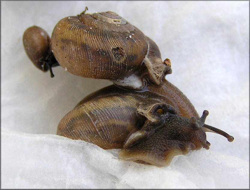 Some Of The Daedalochila Specimens Found At Site #3 On 2/23/2010