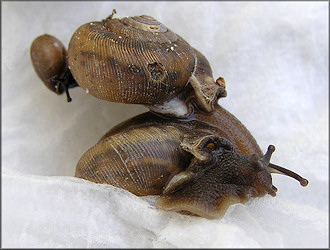 Some Of The Daedalochila Specimens Found At Site #3 On 2/23/2010