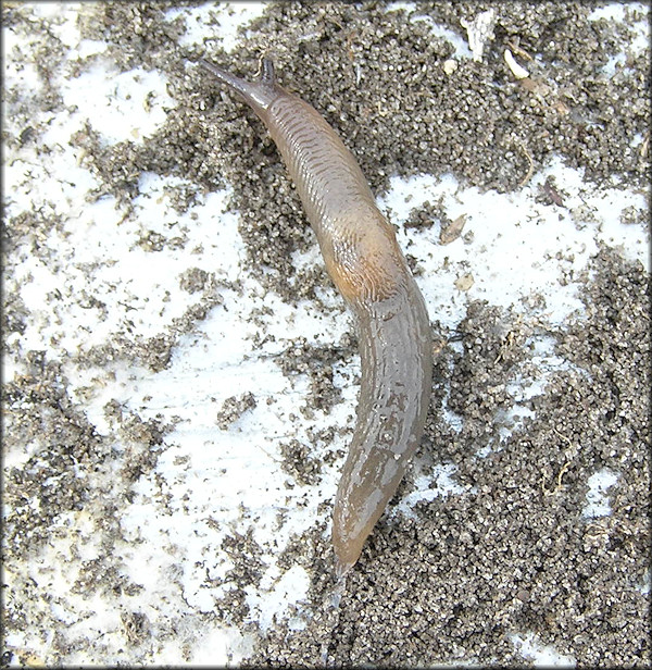 Deroceras laeve (Mller, 1774) Meadow Slug