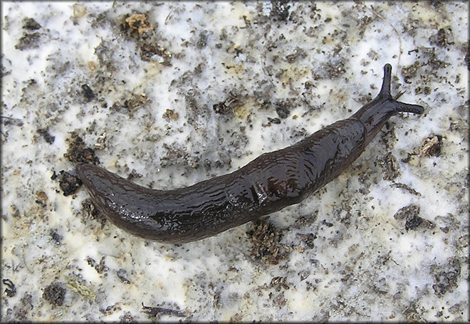 Deroceras laeve (Mller, 1774) Meadow Slug