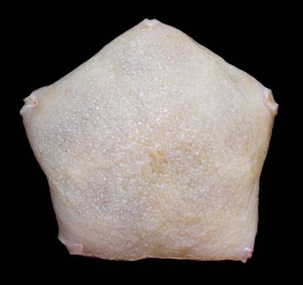 Pteraster species A "Northern Slime star"