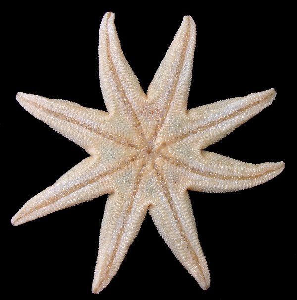 Solaster species A "Remarkable Sun Star"