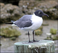 Larus atricilla Laughing Gull