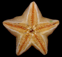 Pteraster tesselatus Ives, 1888 Slime Star 