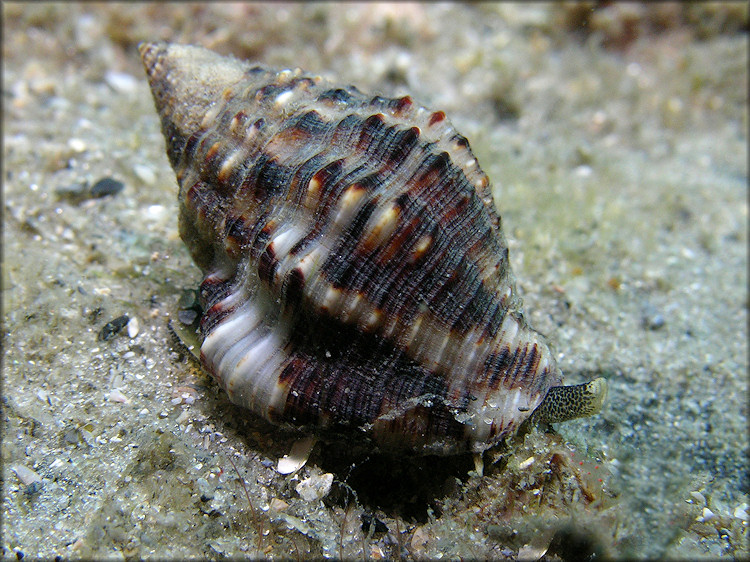 Gemophos auritulus (Link, 1807) Gaudy Cantharus