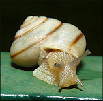 Bradybaena similaris (Frussac, 1821) Asian Tramp Snail