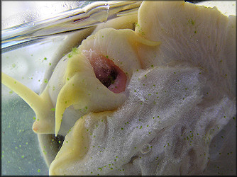 Pomacea canaliculata (Lamarck, 1822) Feeding On Lettuce