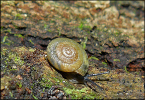 Ventridens volusiae (Pilsbry, 1900) Seminole Dome In Situ